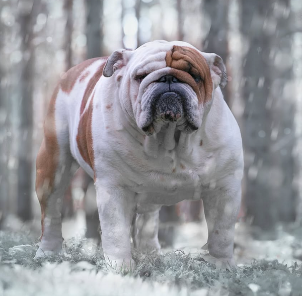 🐶❤️🐶 Loki loves winter! 🐶❤️🐶