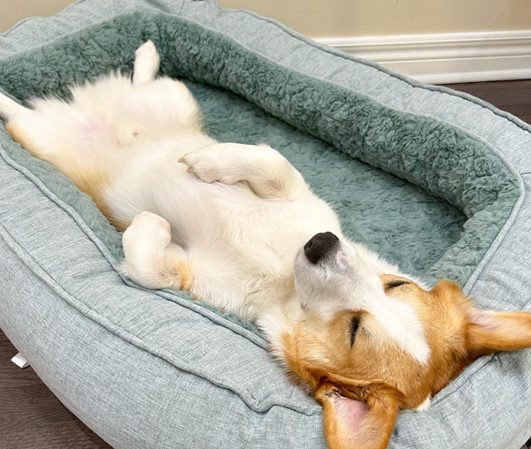 🐶❤️🐶 How do I keep my dog from falling out of my bed? 🐶❤️🐶 
