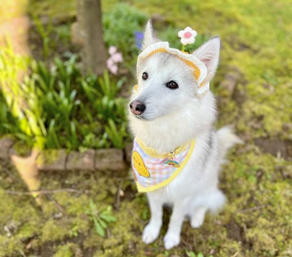 🐶❤️🐶 What Are Unsafe Garden Plants for Dog Families? 🐶❤️🐶