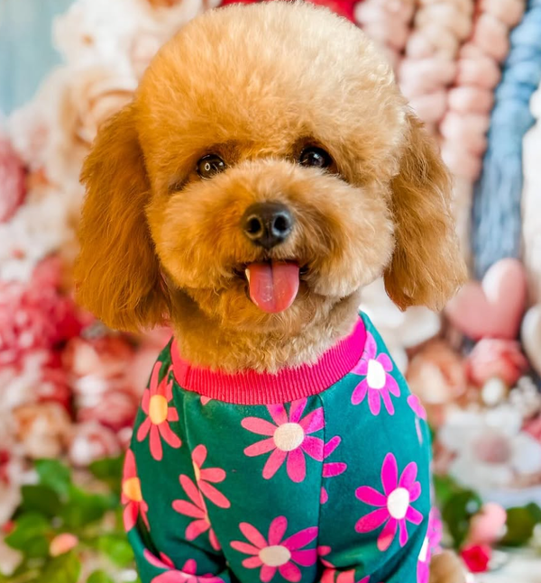 🐶❤️🐶 How do I help my dog adjust to a new home?🐶❤️🐶  