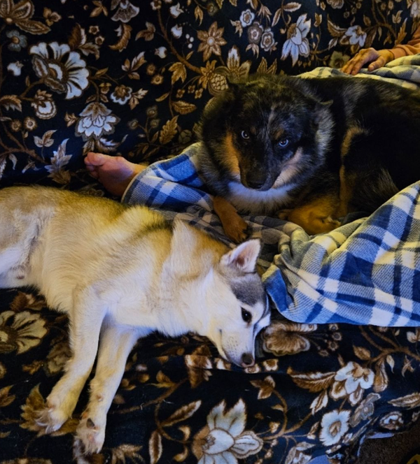 🐶❤️🐶 Who is Indy, the award-winning dog actor? 🐶❤️🐶  