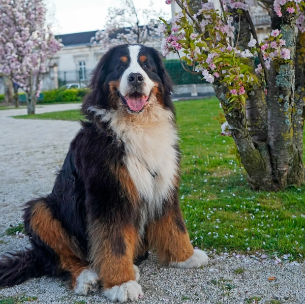 🐶❤️🐶 Furlosophers: How Dogs Nurture Kindness in Kids 🐶❤️🐶 