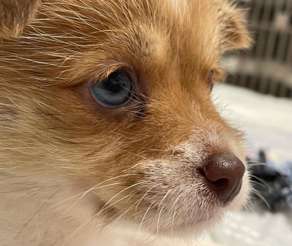 🐶❤️🐶 This pup is deep in thought! 🐶❤️🐶   