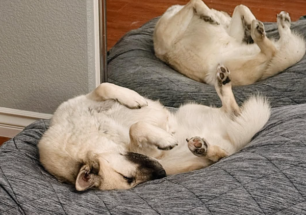 🐶❤️🐶 What do dog sleeping positions mean? 🐶❤️🐶 