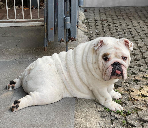 🐶❤️🐶 How do I help my dog lose weight? 🐶❤️🐶 