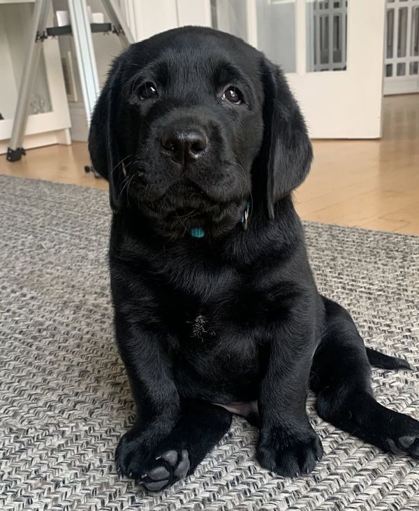 🐶❤️🐶 Do puppies make senior dogs feel young again? 🐶❤️🐶 