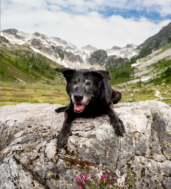 🐶❤️🐶 What are some common behavioral changes in older dogs? 🐶❤️🐶 