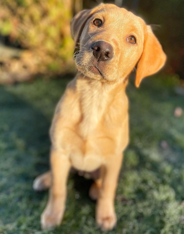 🐶❤️🐶 She's wishing you a sunny New Year! 🐶❤️🐶 