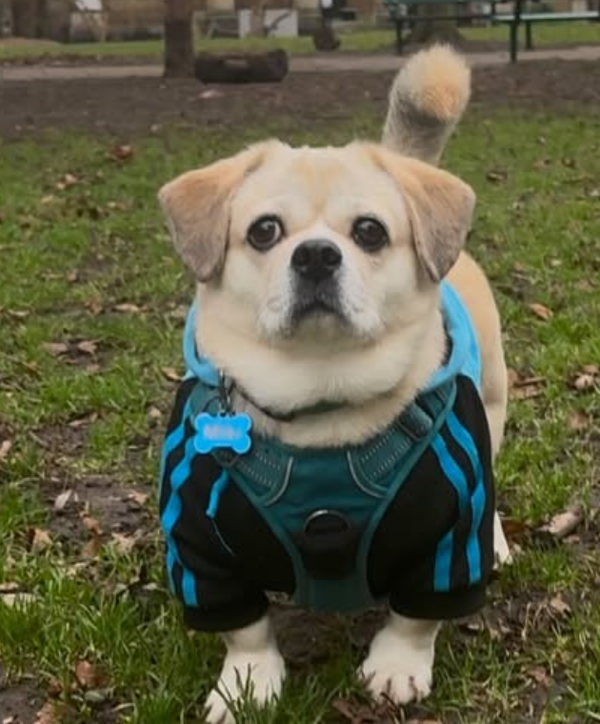 🐶❤️🐶 How do I help my dog during seasonal changes? 🐶❤️🐶 