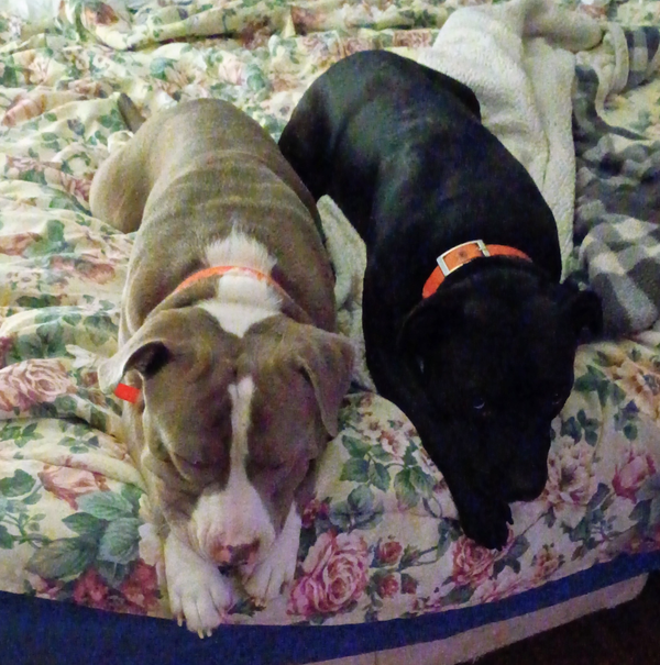 🐶❤️🐶 Why do dogs like to lay on their backs?🐶❤️🐶