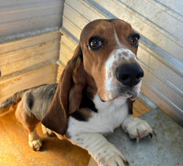🐶❤️🐶 Do dogs get dry skin in the winter?🐶❤️🐶  