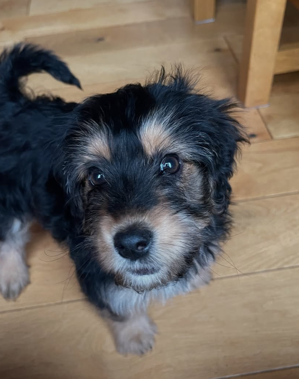🐶❤️🐶 Where should a new puppy sleep? 🐶❤️🐶 