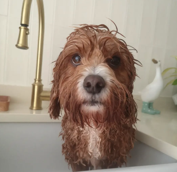 🐶❤️🐶 Why does my dog shake after a bath? 🐶❤️🐶