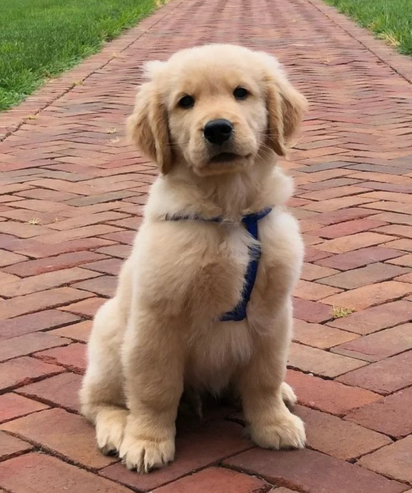 🐶❤️🐶 This pup has clearly been a very good boy! 🐶❤️🐶  