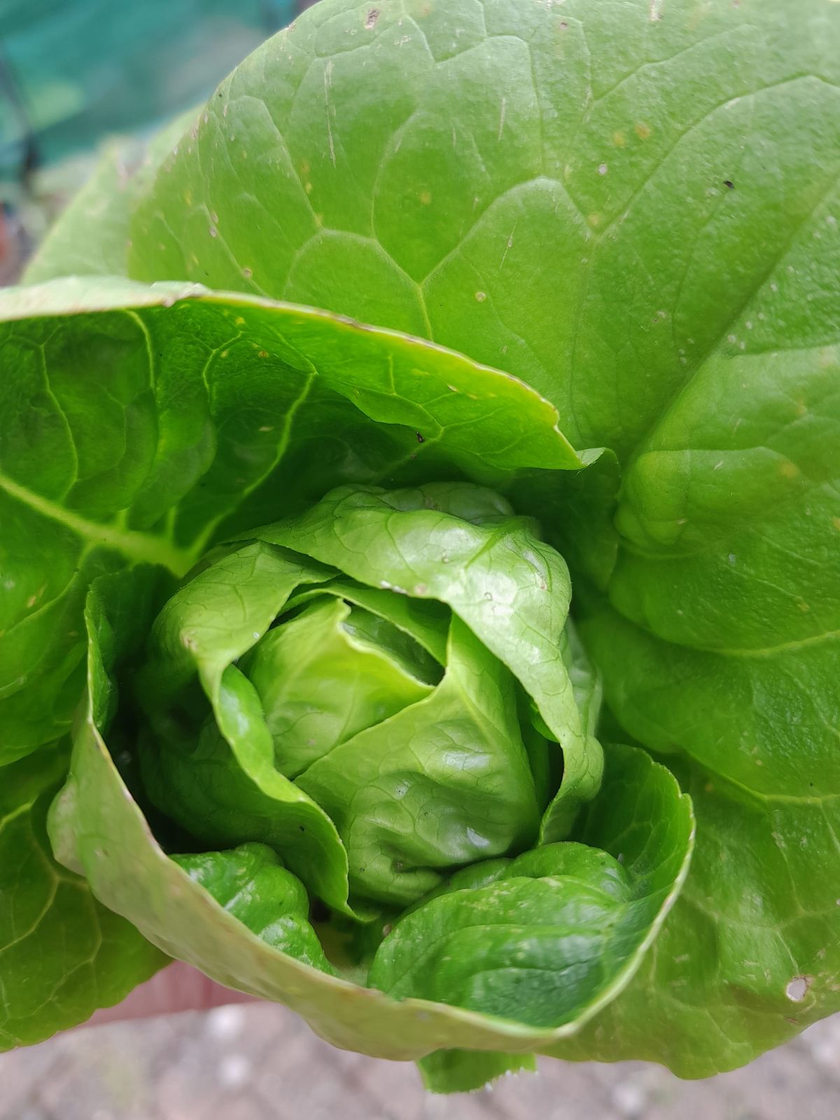 The Conservatory Eviction & The Weed Membrane Experiment