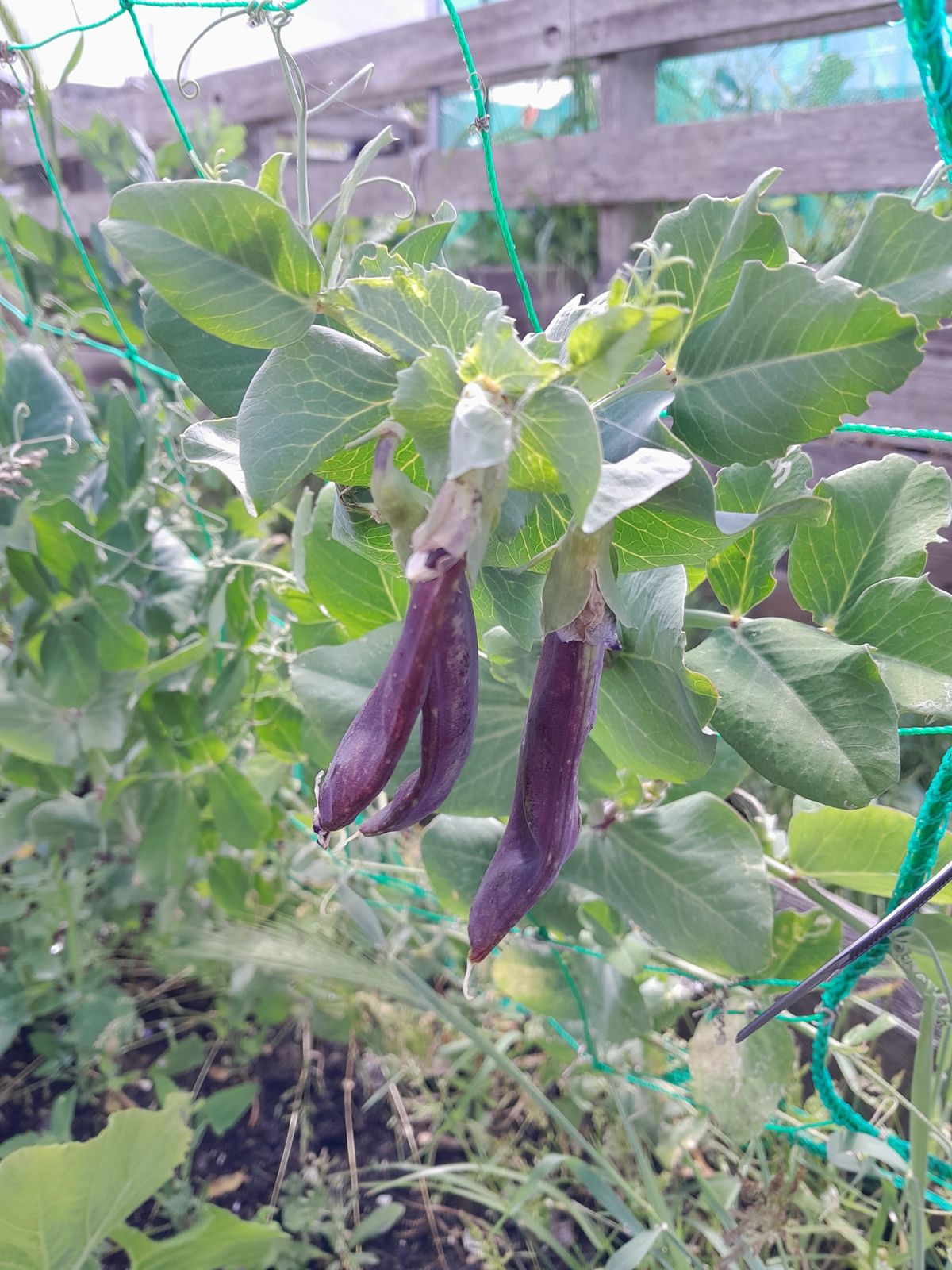 The Great Plant-Out: A Commandeered Paddling Pool, Greenhouse Flips & Pure Allotment Fear