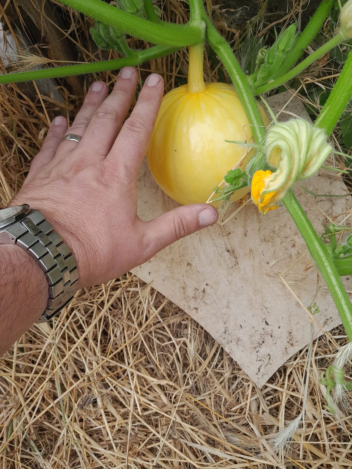 Cresting the High-Summer Wave: Garden CASUALTIES, Allotment Heatwave HACKS, and Planning for 2027