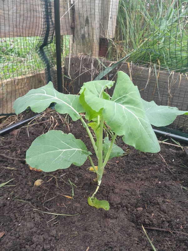 ​A muddy UK allotment in early March, showing a newly built brassica cage and cauliflower.