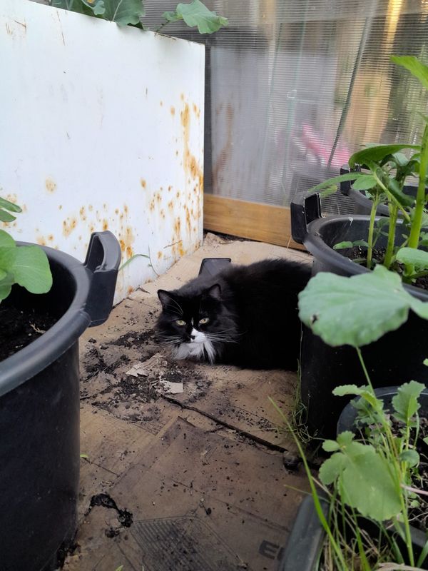 End of April Update: Radio Silence, Rhubarb & An 82p Gooseberry Bush