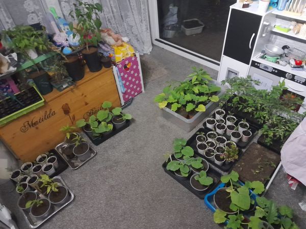 A variety of tomato and squash seedlings in recycled pots and trays, showing signs of growth and slight leaf scald. 