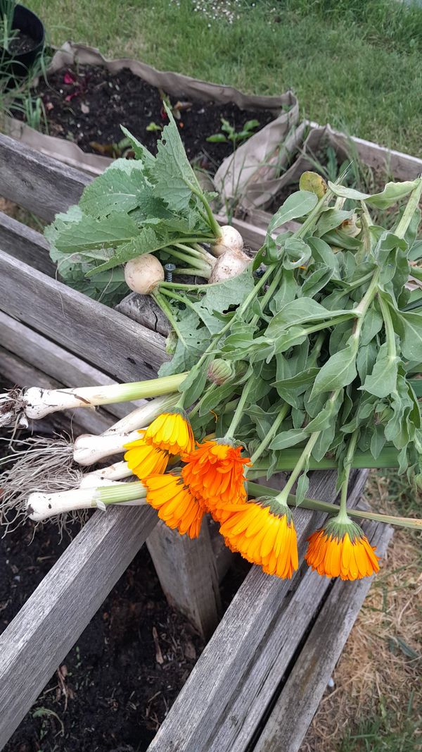 Early May Update: The Calendula Takeover & A Parsley Problem