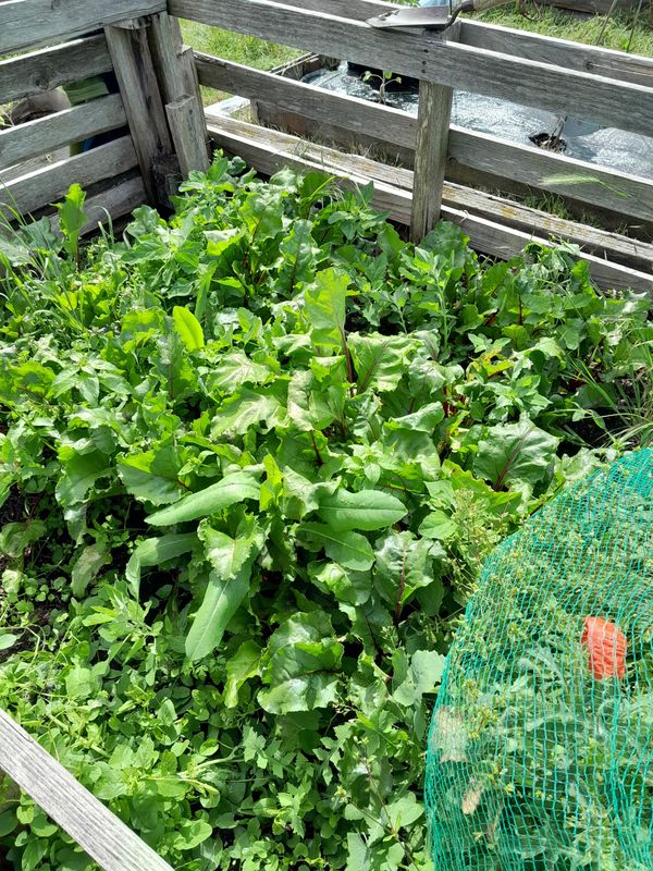 Breaking the 10kg Barrier: Beetroot Success, Plug Plant Pride & The Production Line