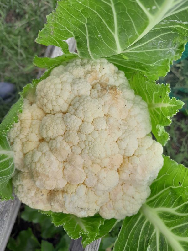 The Spud Rescue, The 1kg Cauliflower, and a Hard Lesson in Drainage