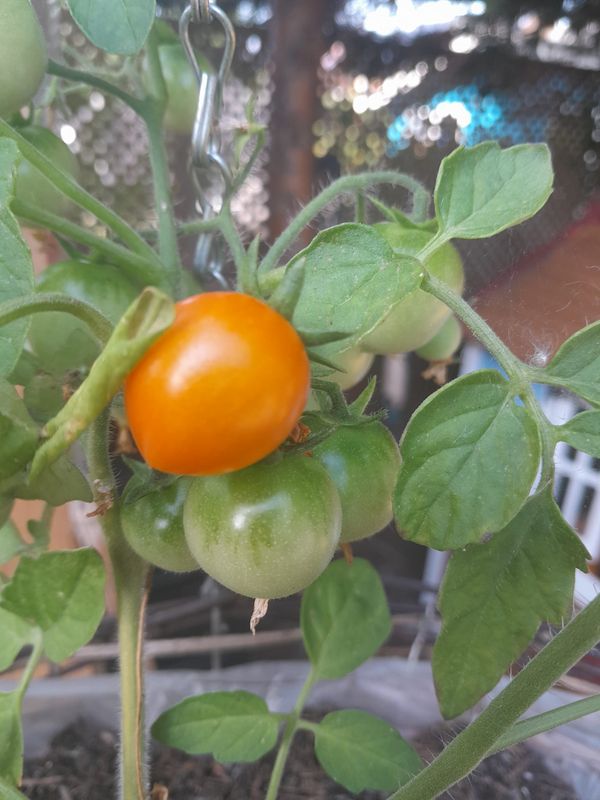 July meltdown. Codling Moth Chaos, The Great Weed Invasion, and Total Turnip Regret