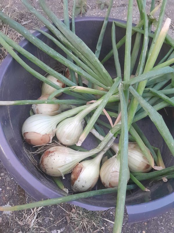 How to Safely Harvest and Cure Onions for Long-Term Winter Storage