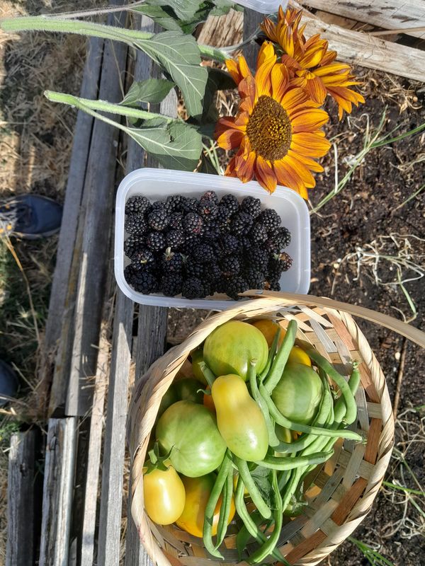 The August Heatwave Grind: Late Harvests, 30kg Milestones, and an Outdoor Tap Win!