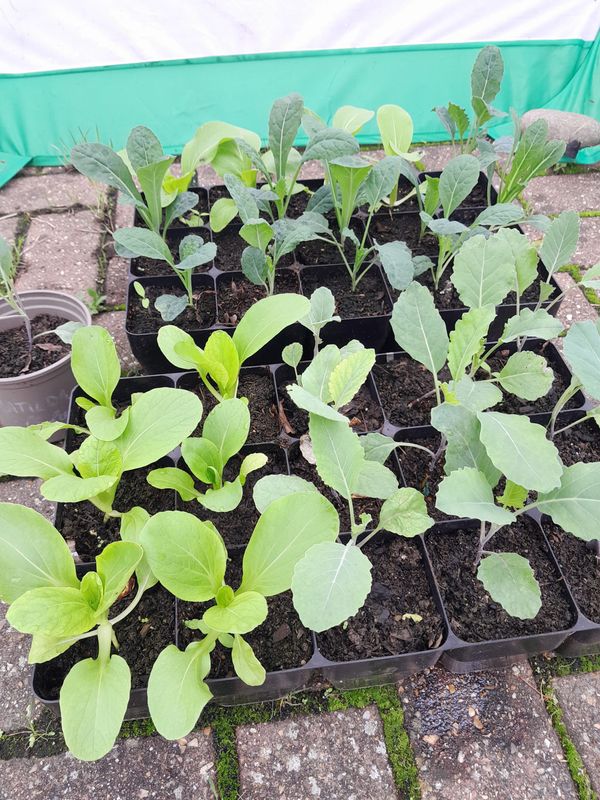 How to Keep Your Allotment Going When You're Busy