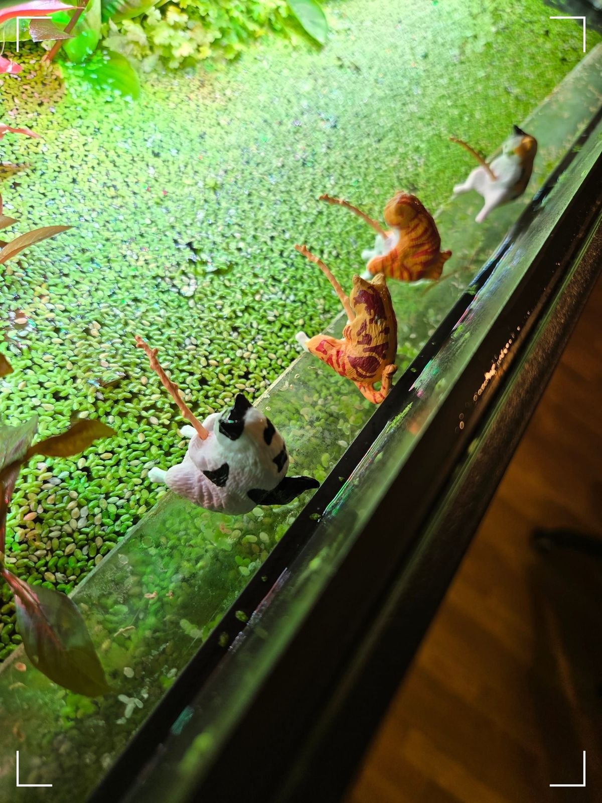 Salmon teriyaki recipe