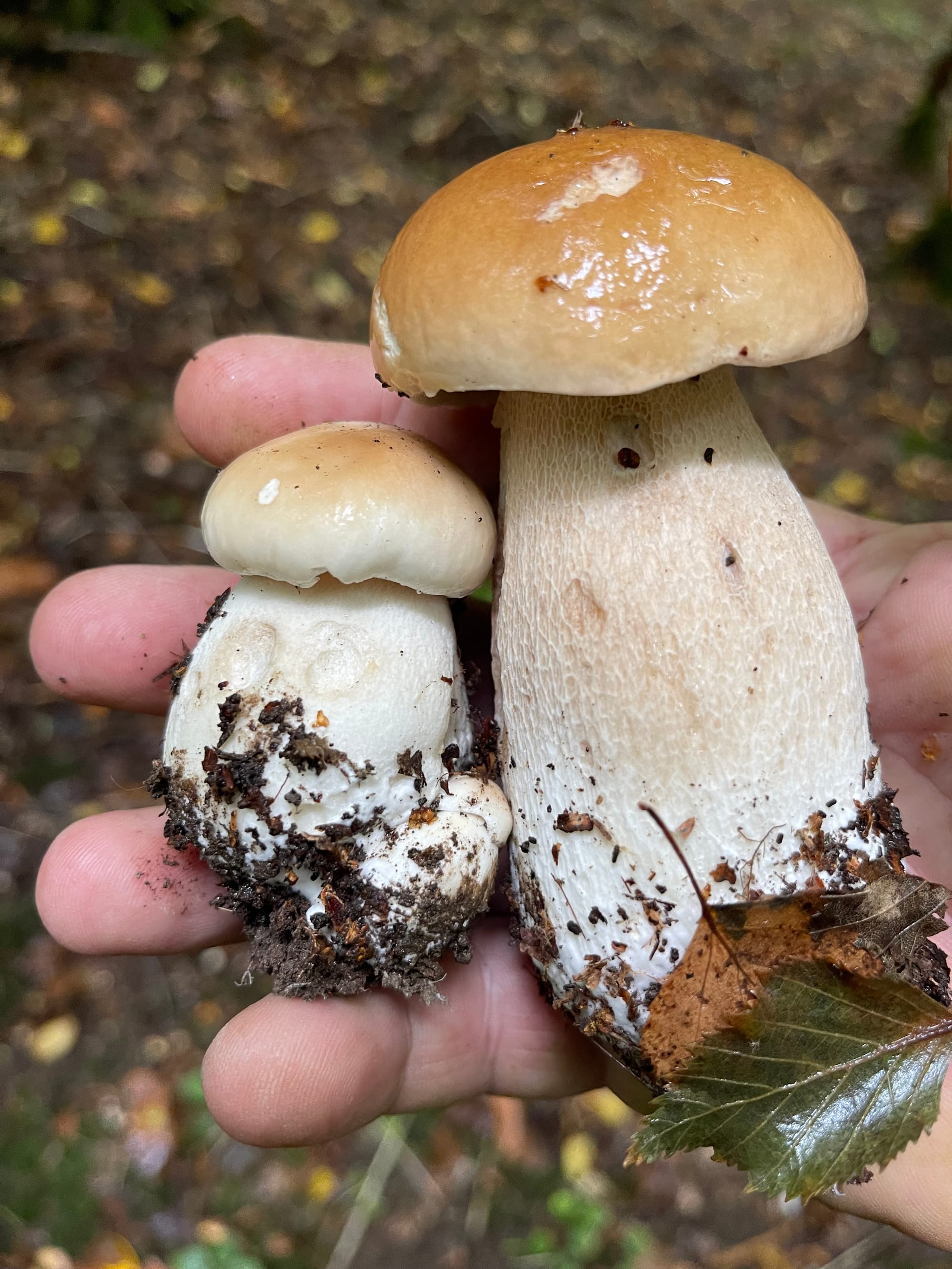 A cep is not a mushroom