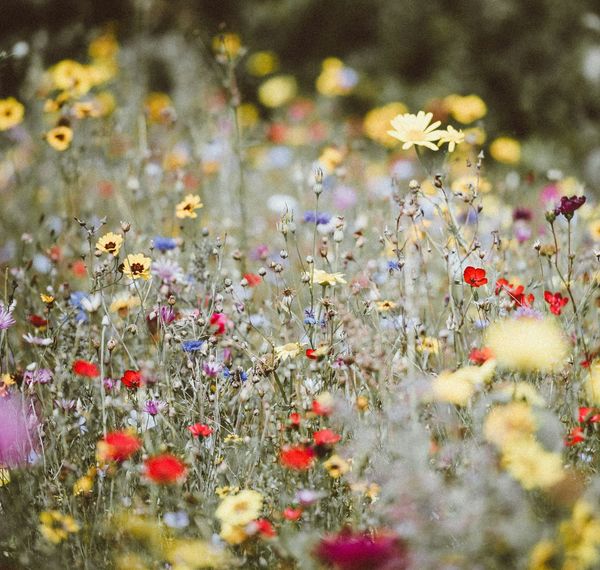 The Return of the Garden