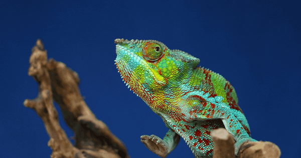 Reinventing yourself: An approach to reimagining  your career, learning, and relationships