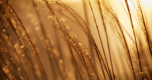 Your five-step playbook for  successfully raising prices