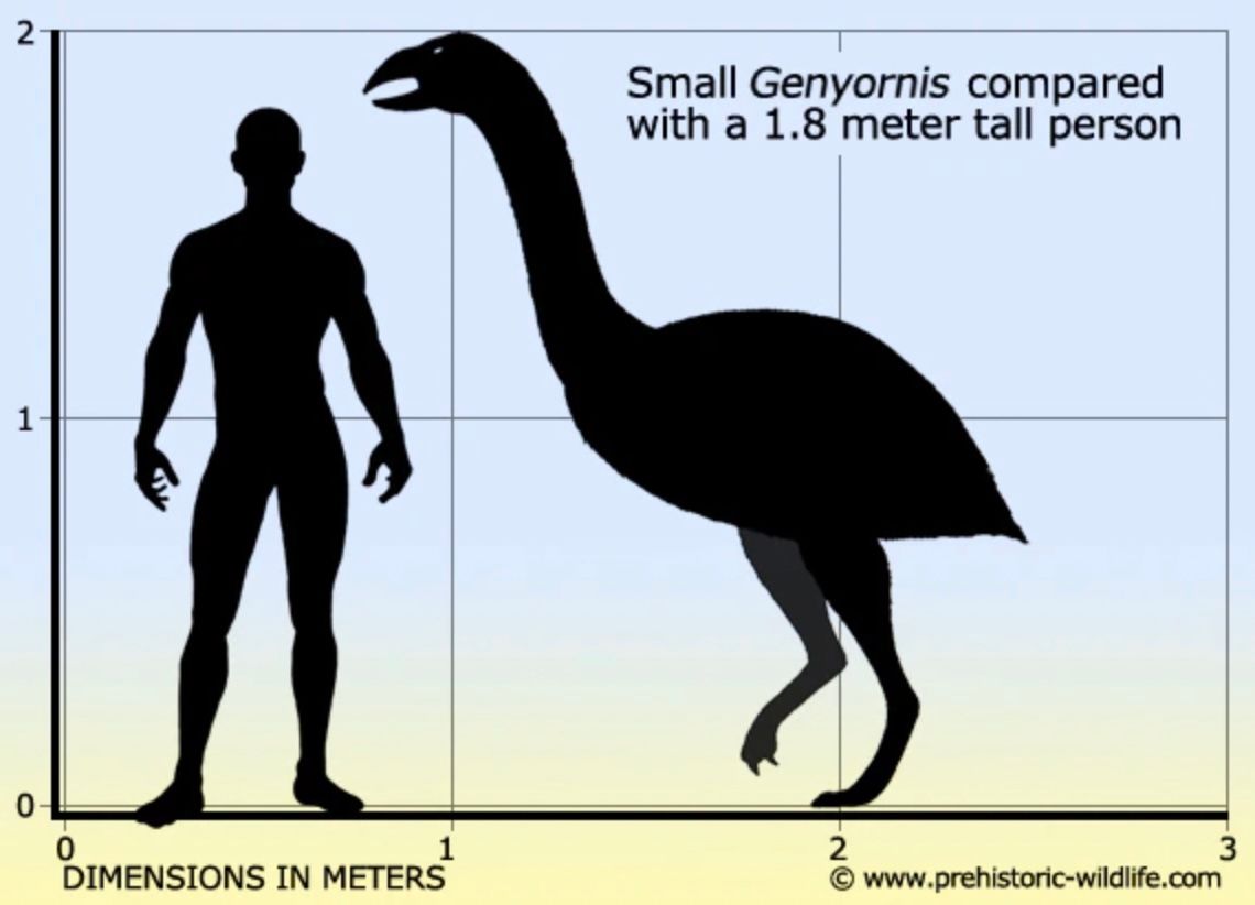 genyornis-size.jpg.webp