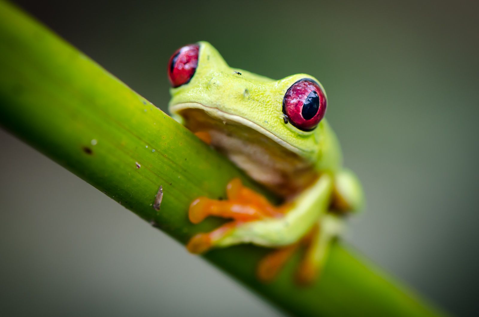 Green tree frog Image of a green tree frog with red eyes