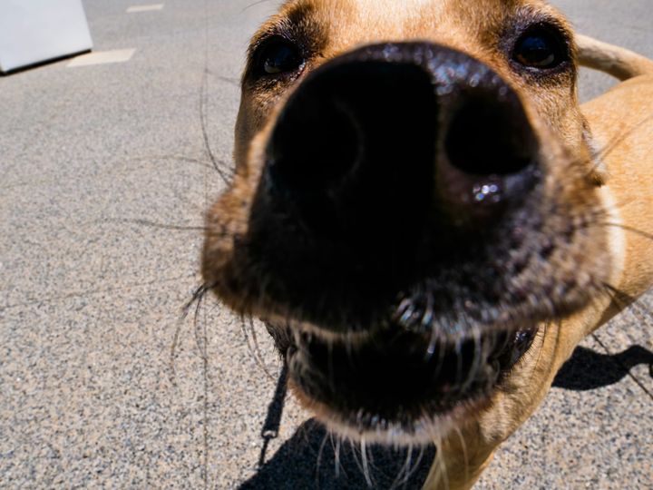 Culver City to Hold First-Ever Election of a Dog City Council