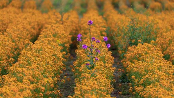 Purple flower standing out among a row of yellow flowers