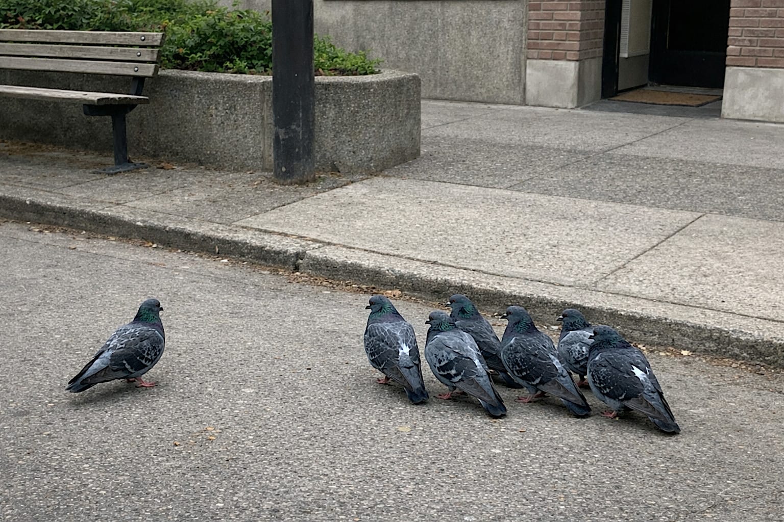 Small group of pigeons on an empty sidewalk, with one bird turned away from the others.