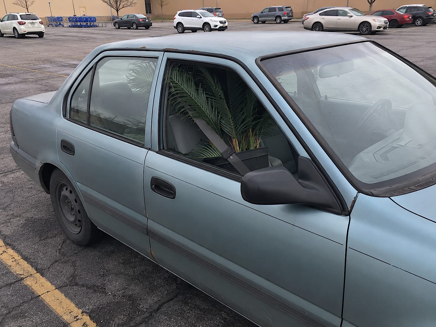 Artificial potted palm belted into the front passenger seat of a compact car.