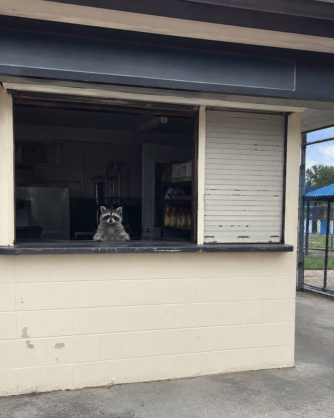Raccoon behind a closed concession stand counter, forepaws on the ledge as if waiting to take an order.
