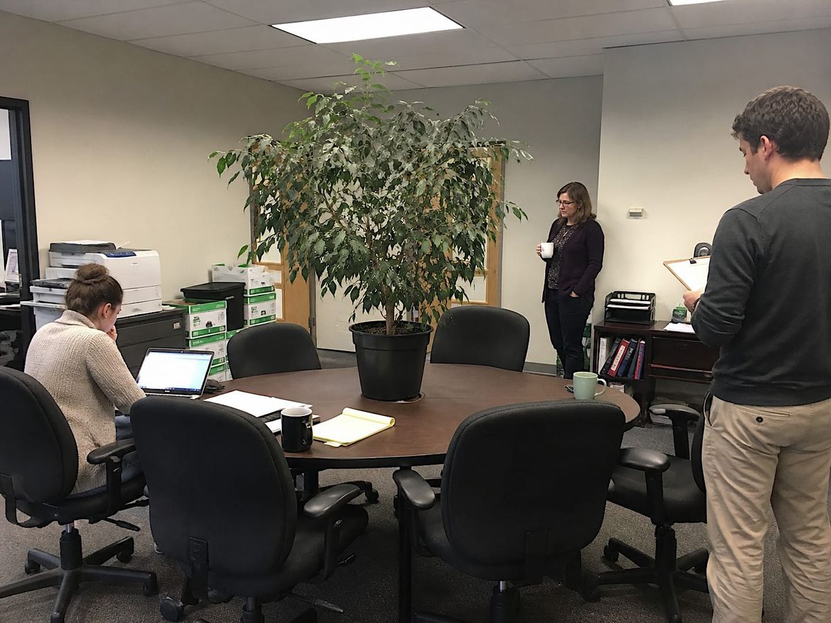 Large potted Ficus sitting at the center of an office conference table with workers gathered nearby.