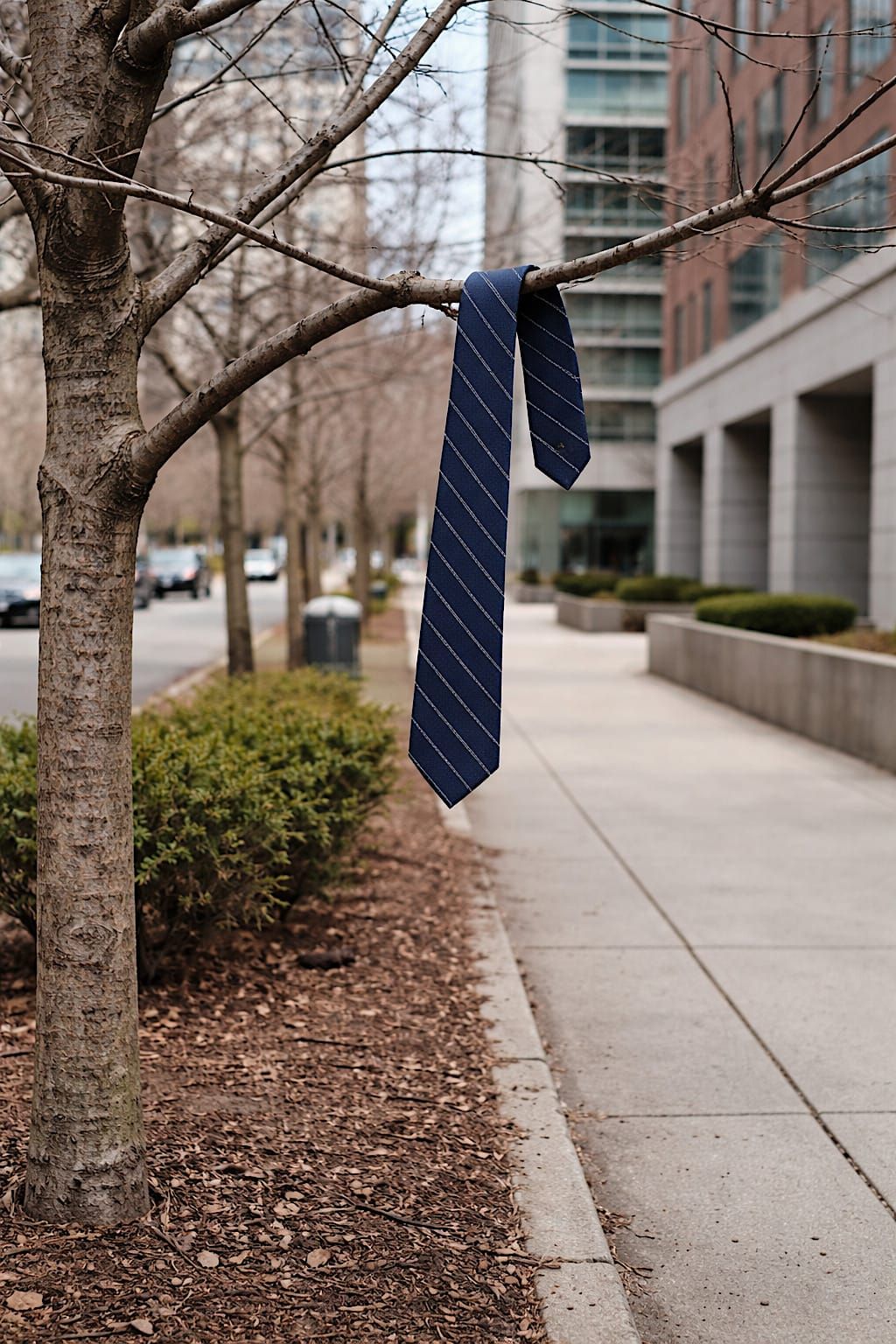 Men’s necktie draped over a low branch of a sidewalk tree near office buildings.