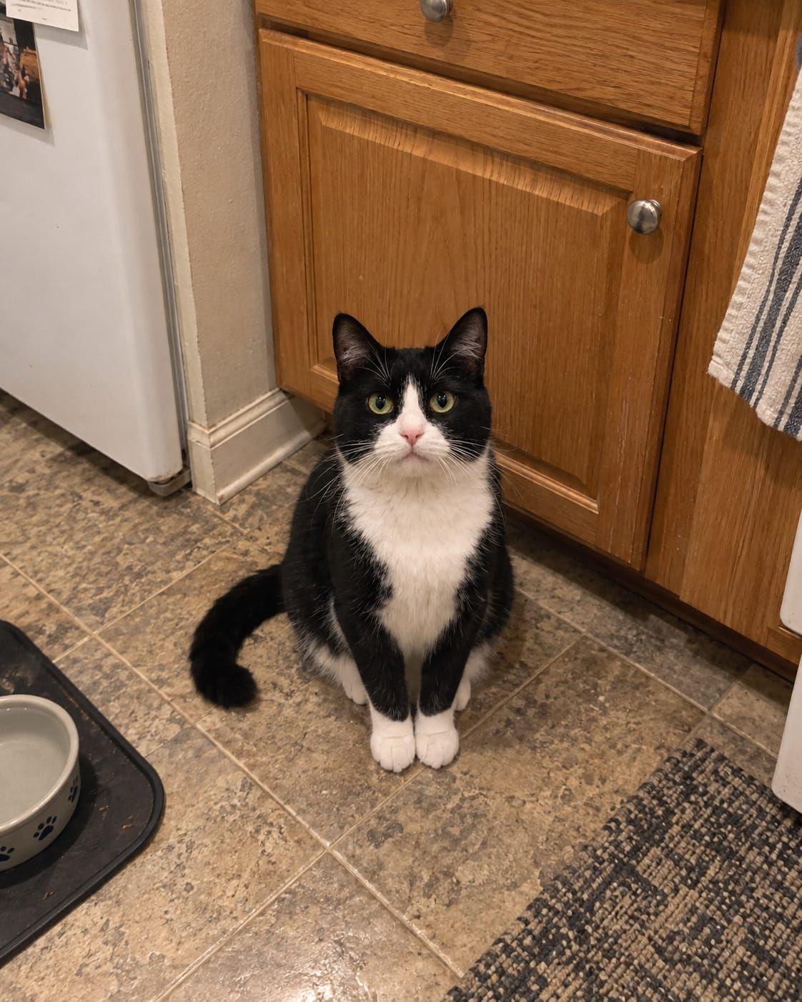 Mabel sits upright in Evan’s kitchen, staring expectantly up at him from in front of a closed cabinet.