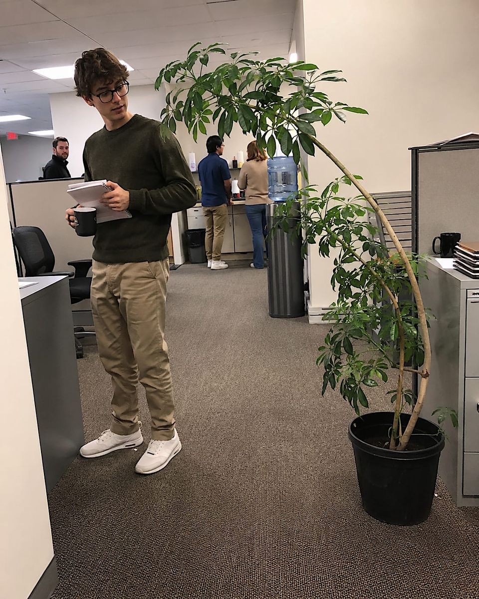 "The office plant leaned toward the new intern with the quiet hunger of middle management."