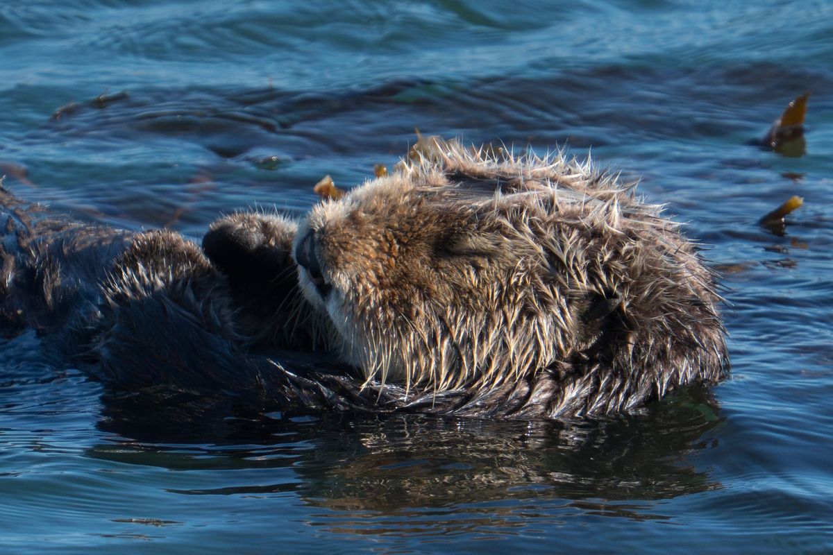 Sea otter resting in calm water with kelp fronds floating nearby, photographed at Morro Bay, California.