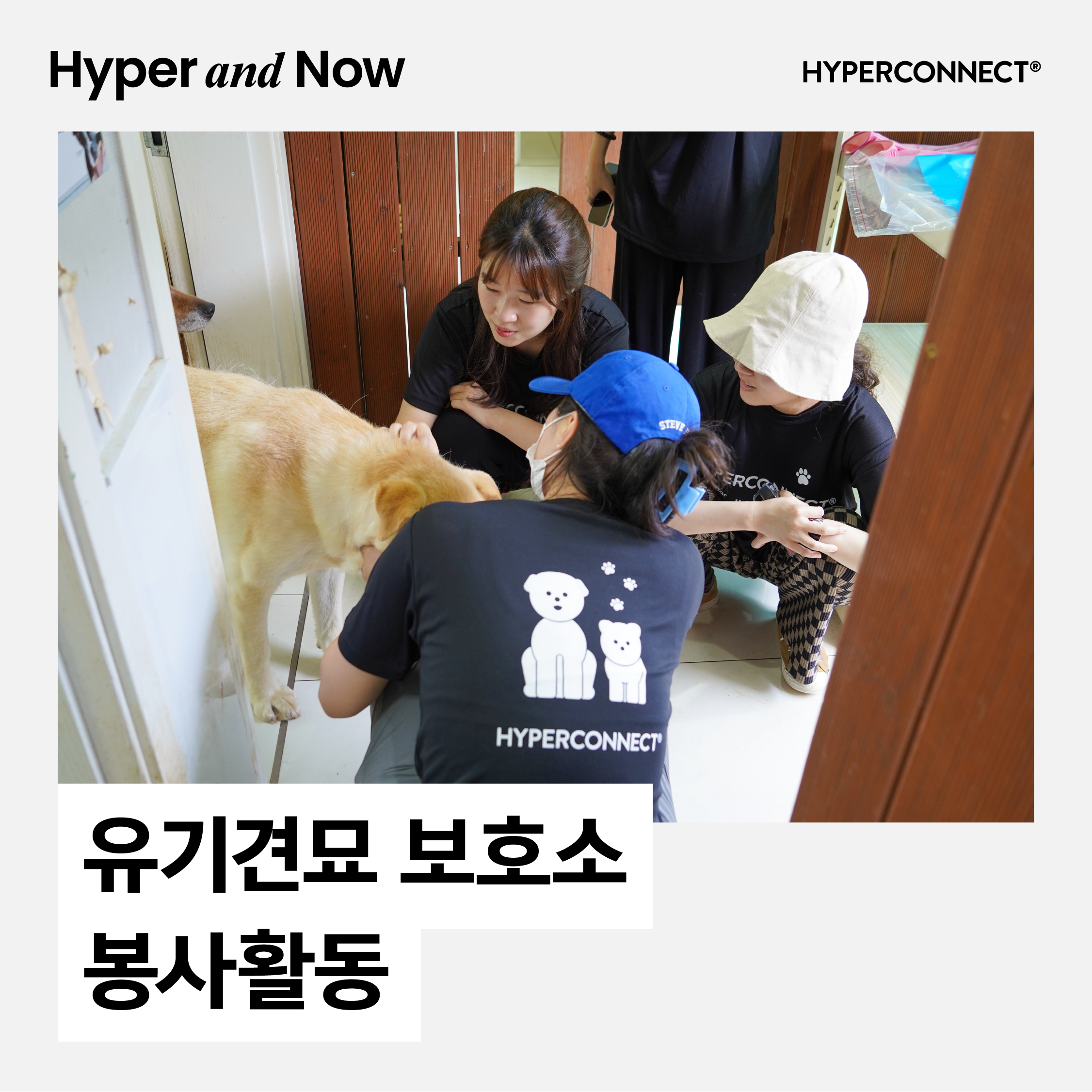 [Hyper and Now] 유기견묘들의 건강한 여름 나기를 도와요!