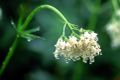 Dreamy Valerian Plant